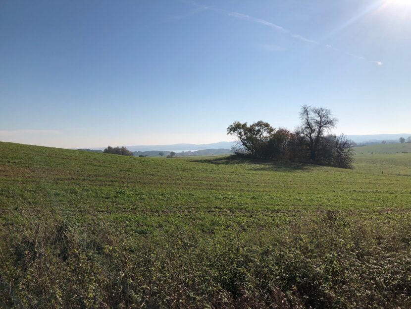 Blick über die Felder bei Zippelow Richtung Süden, im Hintergrund die Lieps (Foto: Eric Sturm)